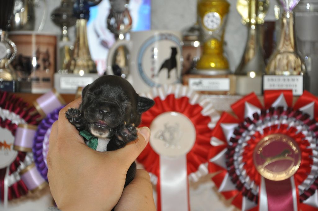 Solfarino - Chiots disponibles - Staffordshire Bull Terrier