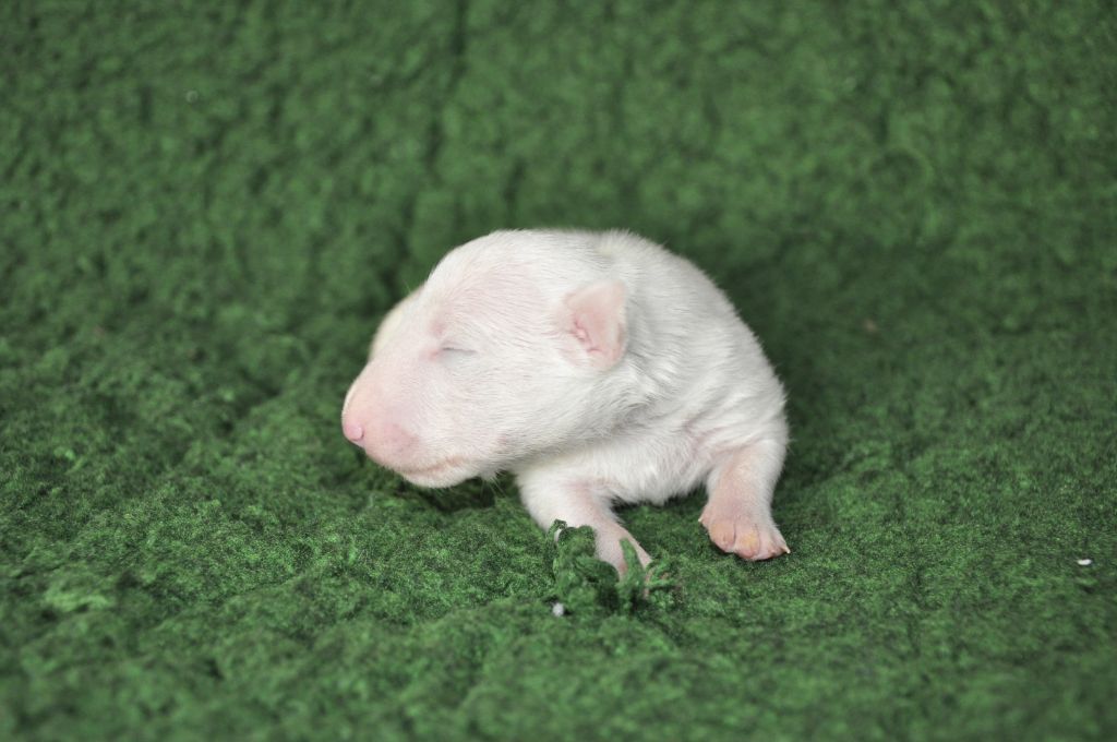 Solfarino - Chiots disponibles - Bull Terrier Miniature
