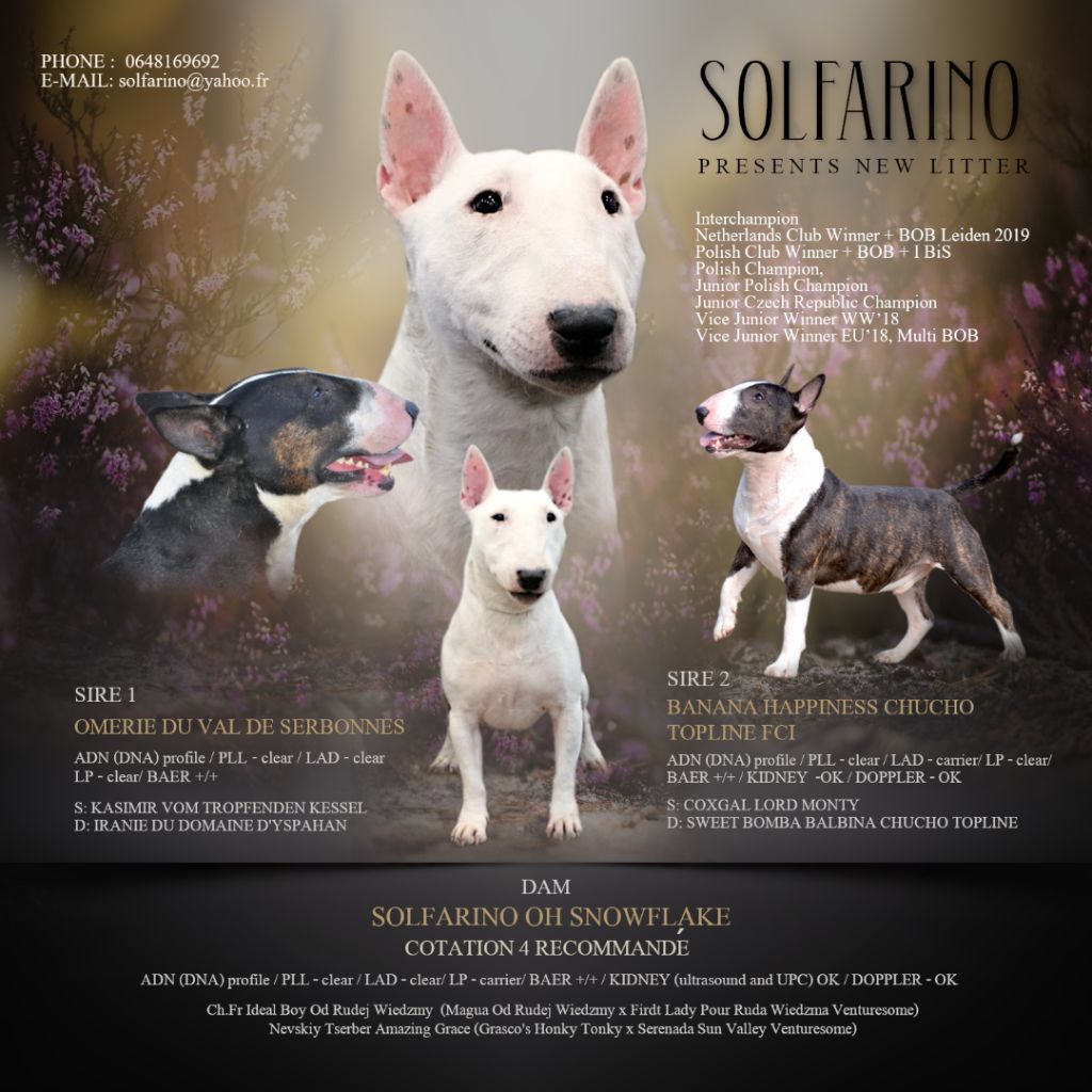 Chiot Bull Terrier Miniature Solfarino