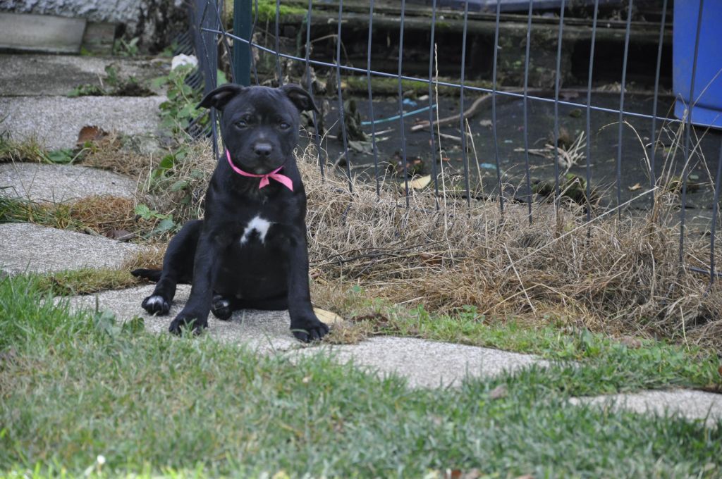 Solfarino - Chiots disponibles - Staffordshire Bull Terrier