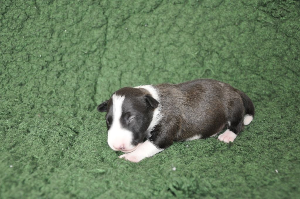 Solfarino - Chiots disponibles - Bull Terrier Miniature