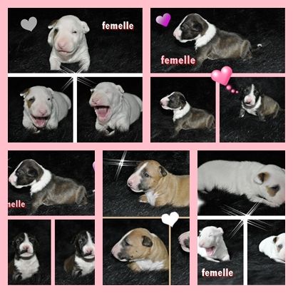 Chiot Bull Terrier Miniature Solfarino