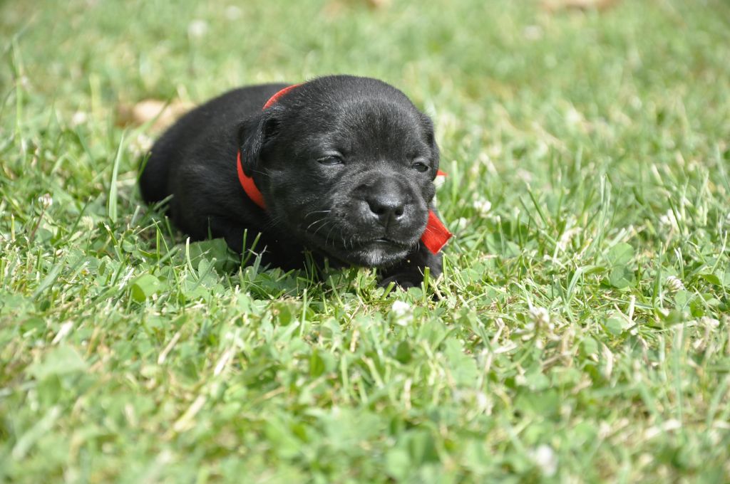 Solfarino - Chiots disponibles - Staffordshire Bull Terrier