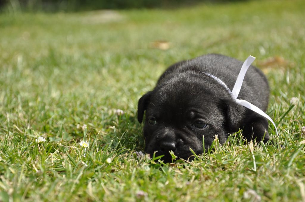 Solfarino - Chiots disponibles - Staffordshire Bull Terrier