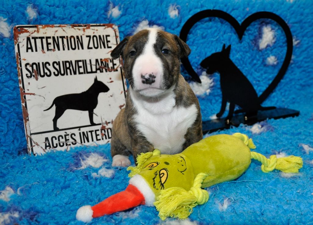 Solfarino - Chiots disponibles - Bull Terrier Miniature