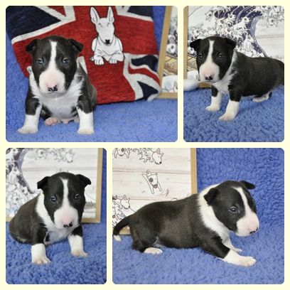 Solfarino - Chiots disponibles - Bull Terrier Miniature