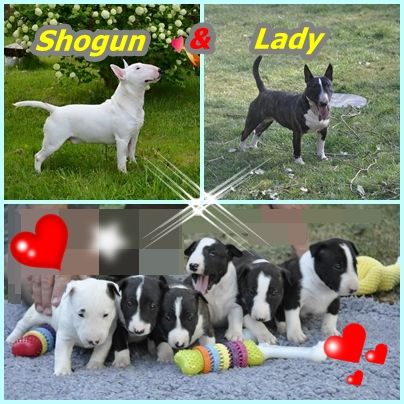 Solfarino - Bull Terrier Miniature - Portée née le 18/07/2018
