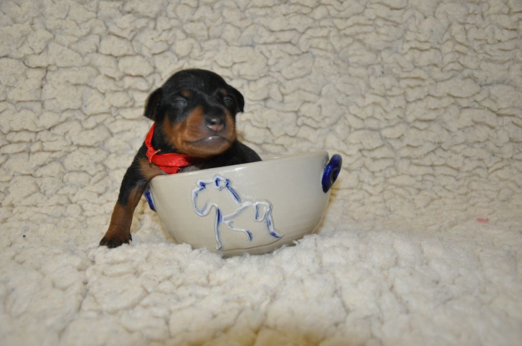 Solfarino - Chiots disponibles - Pinscher nain