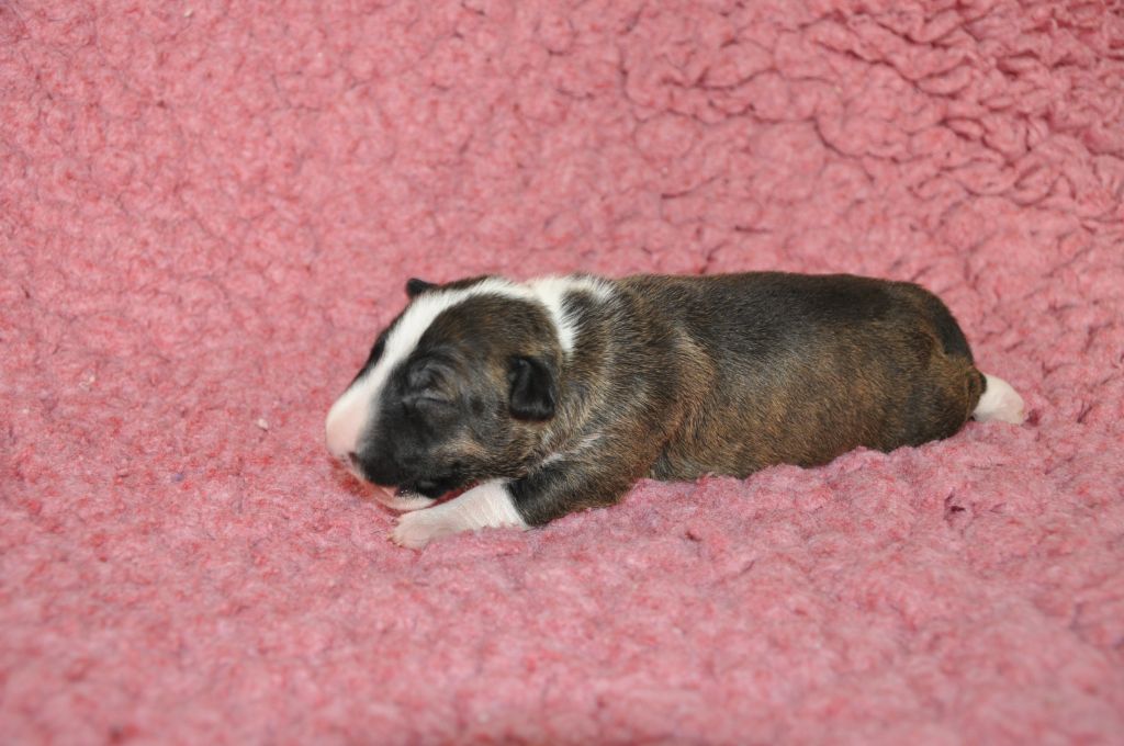 Solfarino - Chiots disponibles - Bull Terrier Miniature