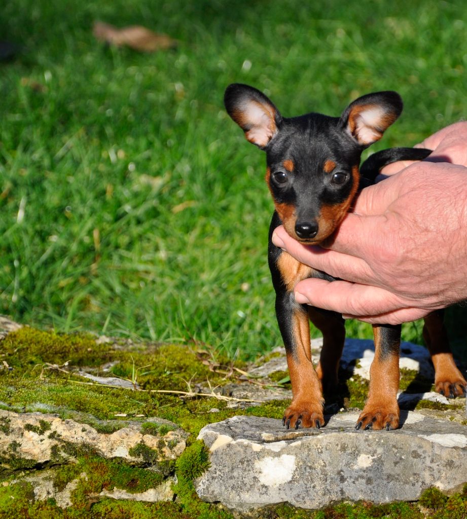 Solfarino - Pinscher nain - Portée née le 27/11/2024