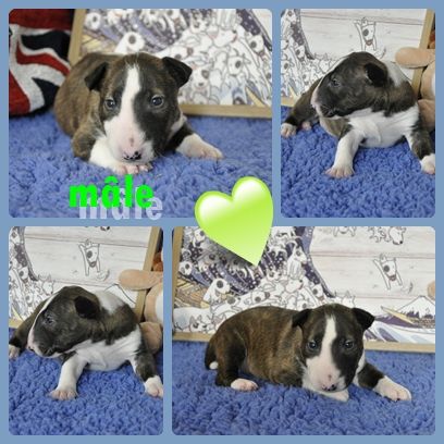 Solfarino - Chiots disponibles - Bull Terrier Miniature