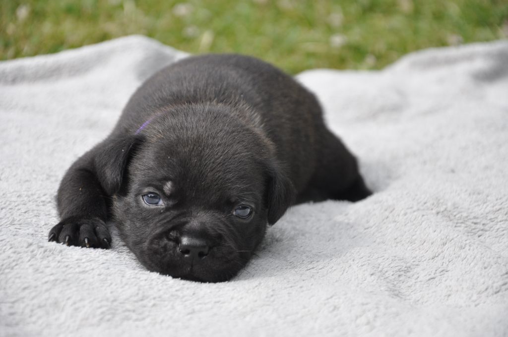 Solfarino - Chiots disponibles - Staffordshire Bull Terrier