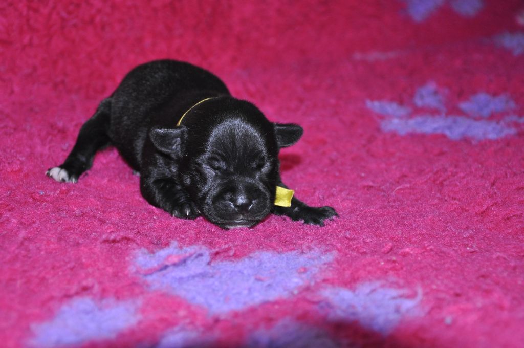 Solfarino - Chiots disponibles - Staffordshire Bull Terrier