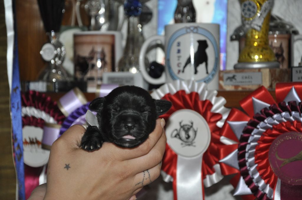 Solfarino - Chiots disponibles - Staffordshire Bull Terrier