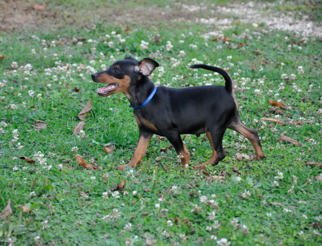 Solfarino - Chiots disponibles - Pinscher nain