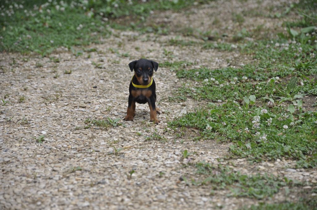 Solfarino - Chiots disponibles - Pinscher nain