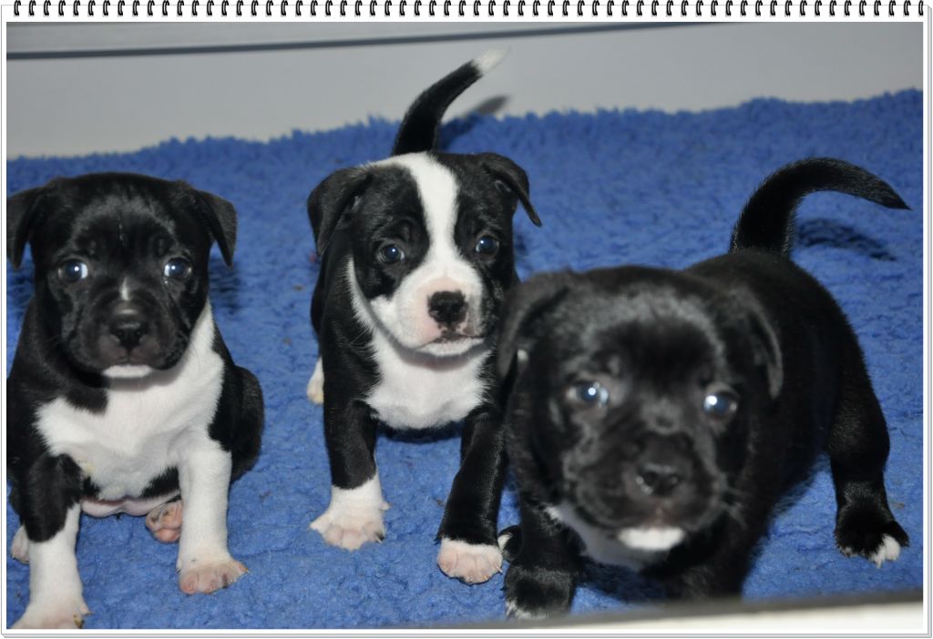 Chiot Staffordshire Bull Terrier Solfarino