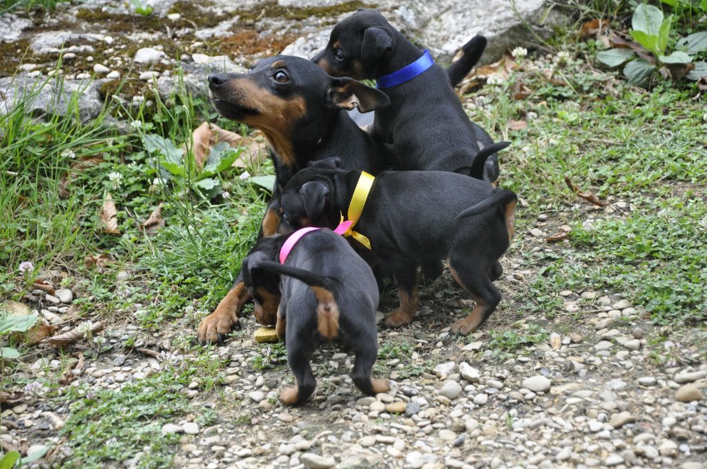 Chiot Pinscher nain Solfarino