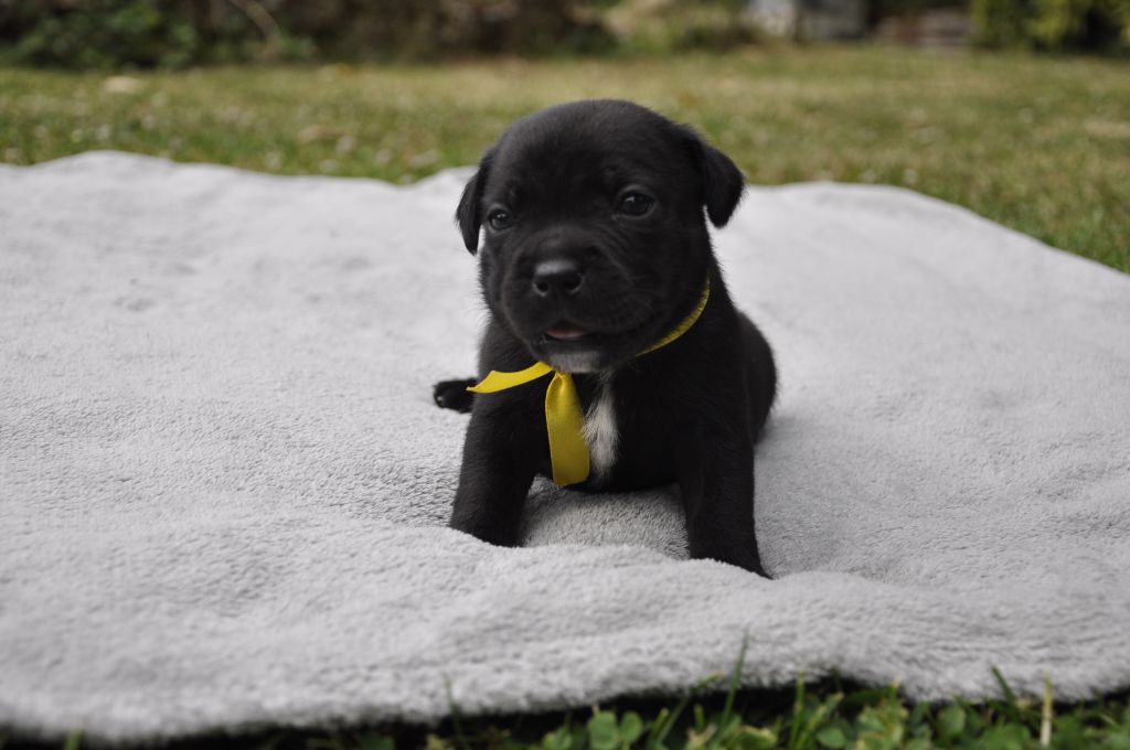 Solfarino - Chiots disponibles - Staffordshire Bull Terrier