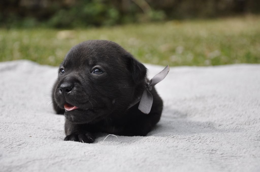 Solfarino - Chiots disponibles - Staffordshire Bull Terrier