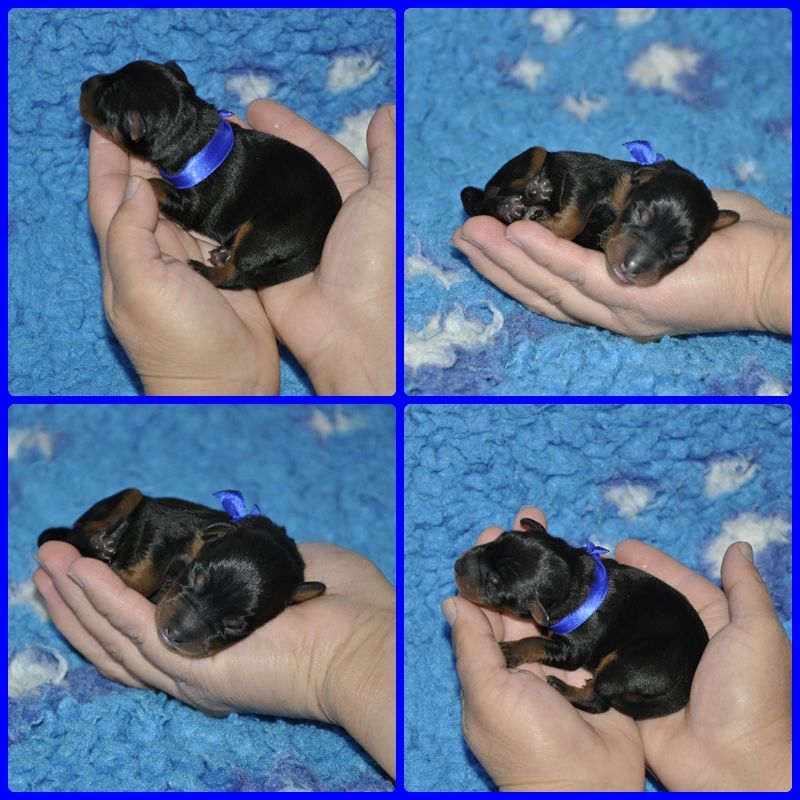 Solfarino - Chiots disponibles - Pinscher nain