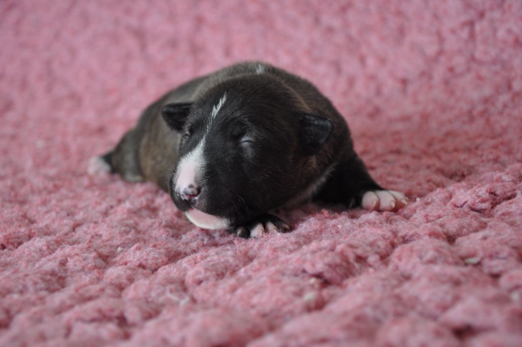 Solfarino - Chiots disponibles - Bull Terrier Miniature