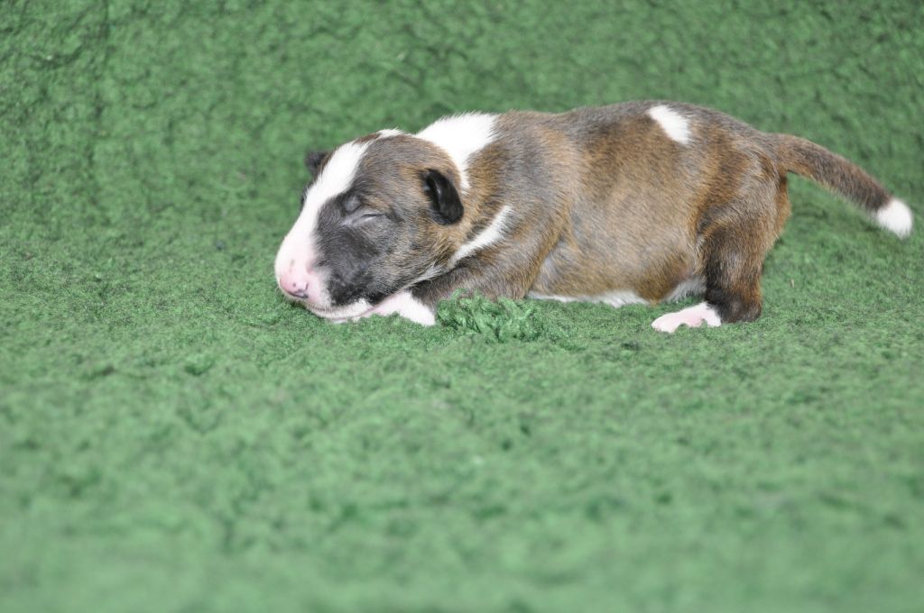 Solfarino - Chiots disponibles - Bull Terrier Miniature