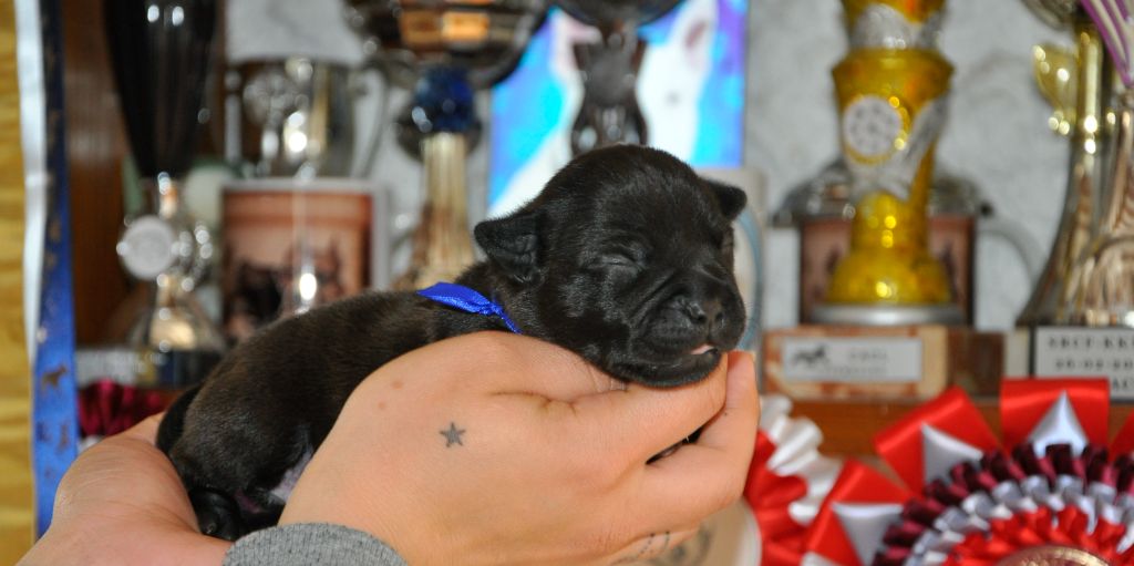 Solfarino - Chiots disponibles - Staffordshire Bull Terrier
